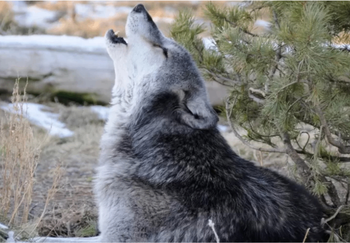 Lone B2B-wolf: kom es uit je hol!