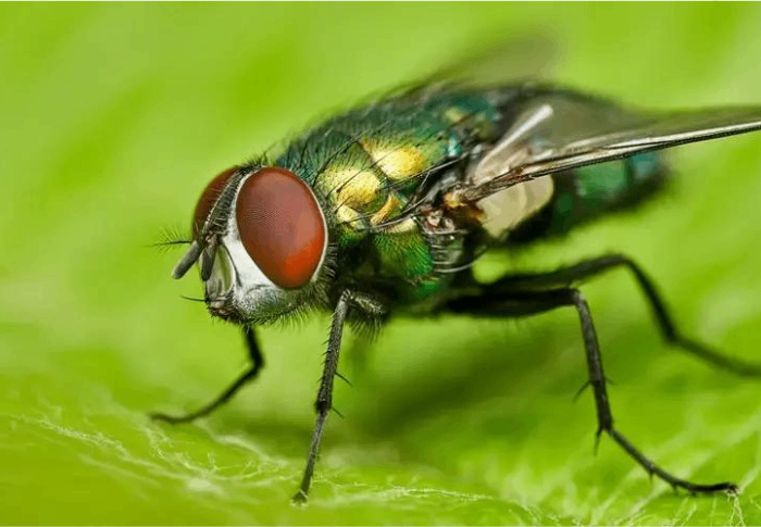 De Buyer Persona is de strontvlieg van de marketingconcepten