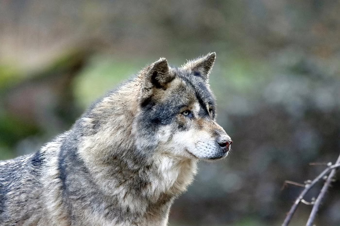 Lone wolf B2B-marketeer: Laat vaker je tanden zien en bijt van je af Lone wolf B2B-marketeer: Laat vaker je tanden zien en bijt van je af