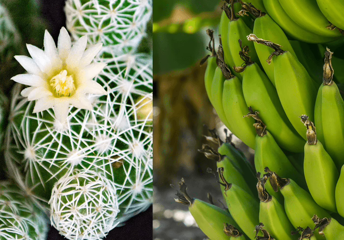 Sales is een cactus en marketing een bananenplant Sales is een cactus en marketing een bananenplant