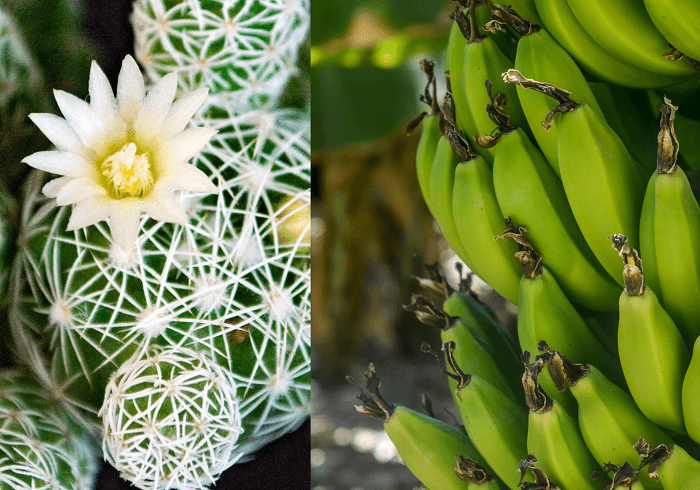 Sales is een cactus en marketing een bananenplant